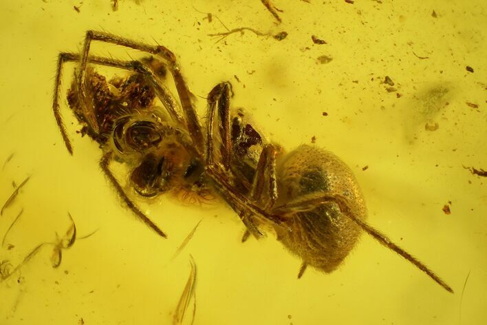 Fossil Spider (Araneae) in Baltic Amber #139063